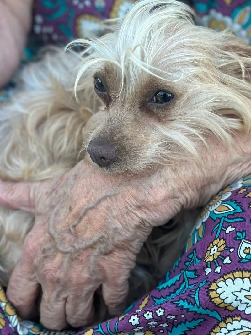 Suki thumbnail 5