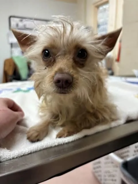 Suki thumbnail 6