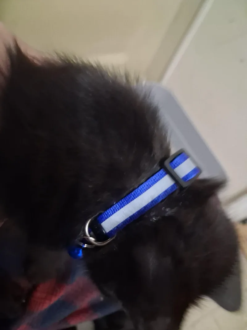 A baby medium-sized male Black Domestic Short Hair cat named Alexander for adoption in Omaha, NE
