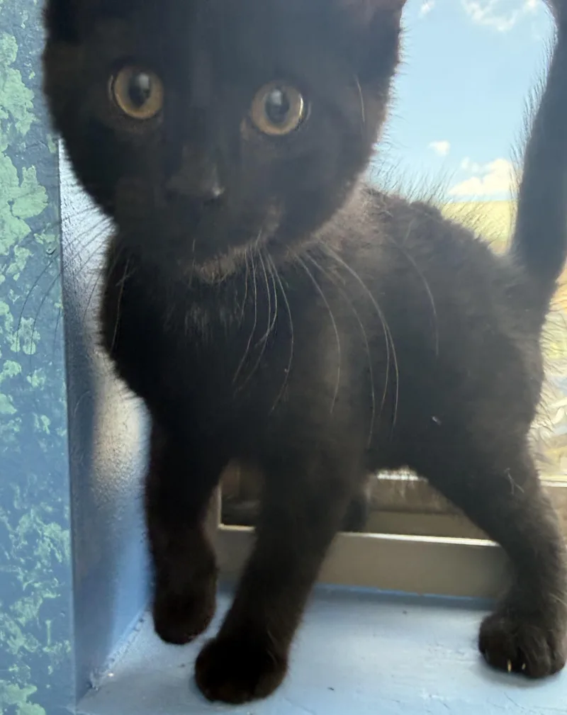 A young medium-sized male Black Domestic Short Hair cat named Sauron for adoption in Brookings, SD