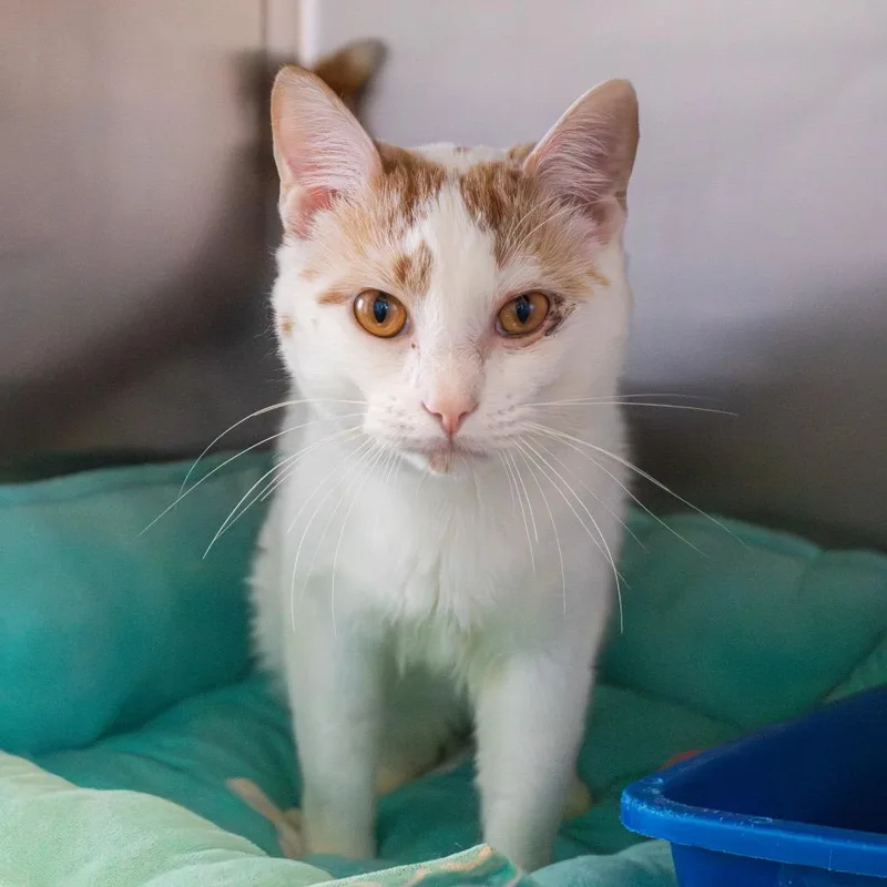 Marmalade thumbnail 3