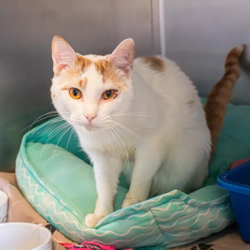 An adult medium-sized male White Domestic Short Hair cat named Marmalade for adoption in Newark, DE