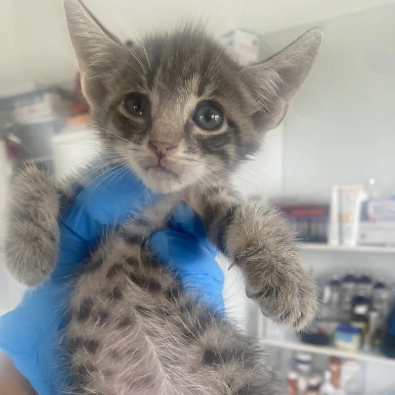 A baby small-sized male Gray / Blue / Silver Domestic Short Hair cat named Nacho for adoption in Chapel Hill, NC