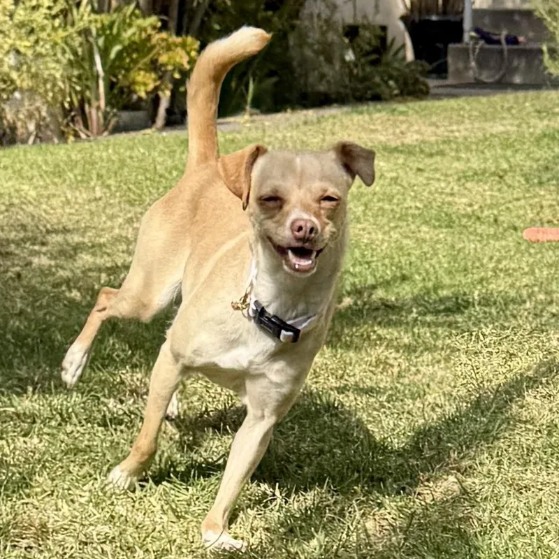 A young small-sized female Apricot / Beige Chihuahua dog named Bonnie for adoption in TEMECULA, CA