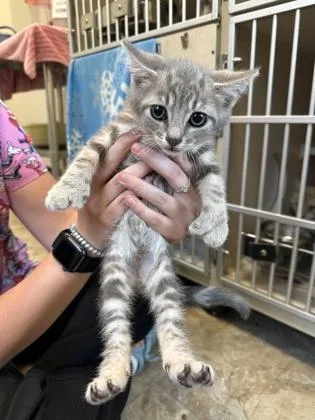 A young small-sized male Domestic Short Hair cat named Stingray for adoption in King William, VA