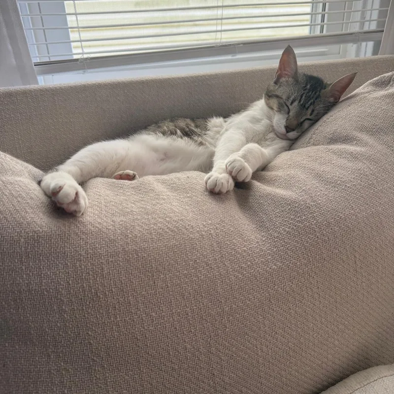 An adult medium-sized female Domestic Short Hair cat named Napster for adoption in Belleville, IL