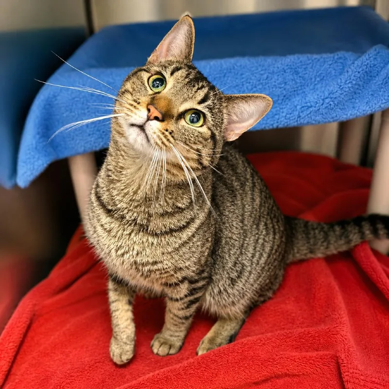 An adult large-sized male Brown / Chocolate Domestic Short Hair cat named Pumpernickel for adoption in Hopkinton, MA