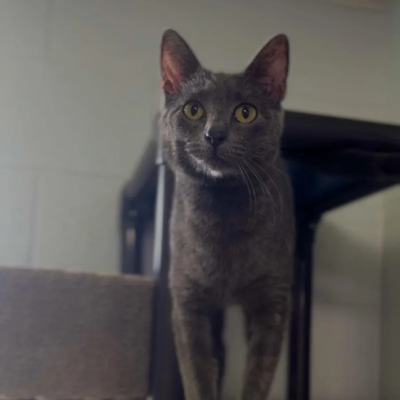 An adult medium-sized female Gray / Blue / Silver Domestic Short Hair cat named Linda Fletcher for adoption in Independence, KS