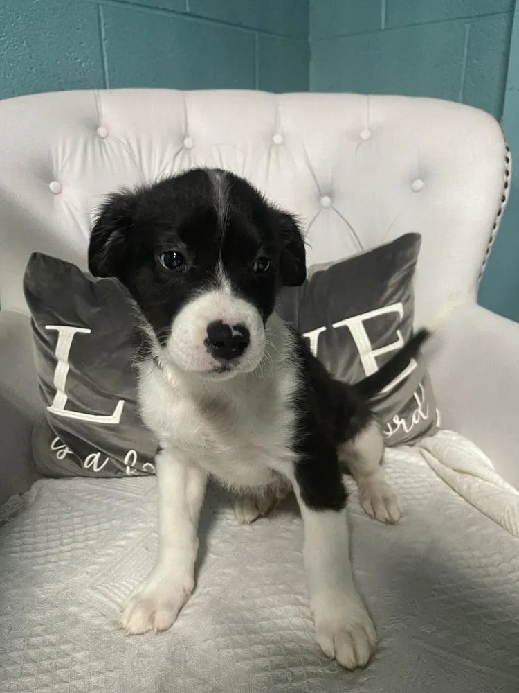 A baby small-sized male Shepherd dog named Edward for adoption in Chattanooga, TN