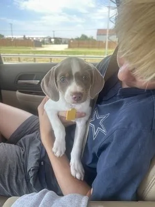 A baby small-sized female Dachshund dog named Tutu for adoption in Fort Worth, TX