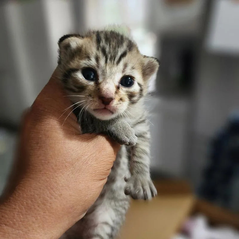 A baby small-sized male Brown / Chocolate Domestic Short Hair cat named Lil Dude for adoption in Centerville, TN