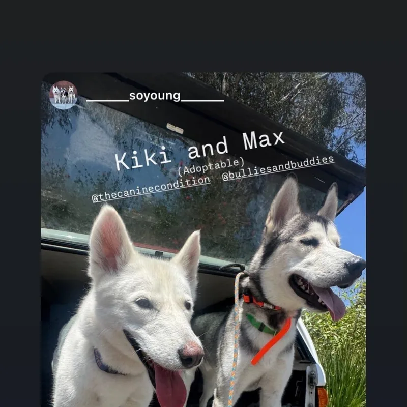 A young medium-sized male White / Cream Husky dog named Max for adoption in Sun Valley, CA