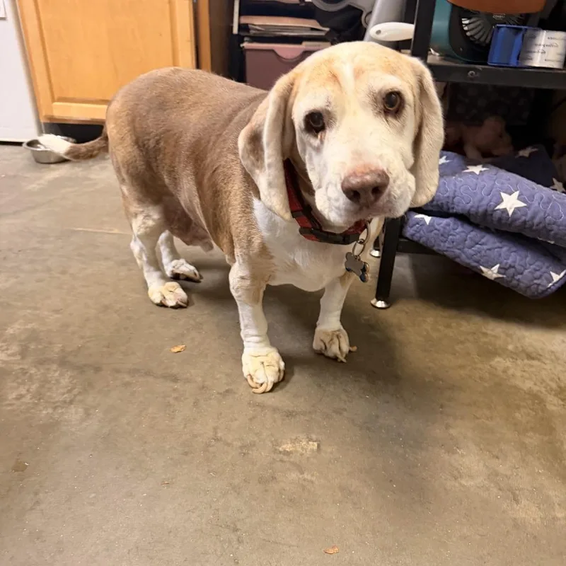 A senior medium-sized male Brown / Chocolate Beagle dog named Zane for adoption in Columbus, NC