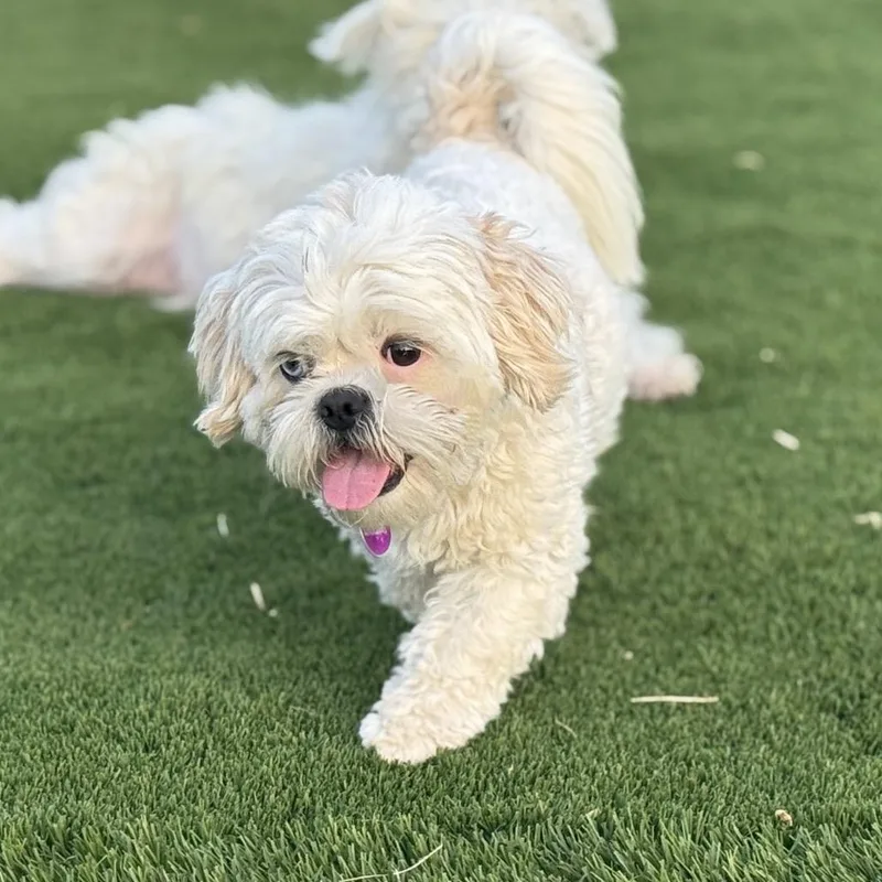 An adult small-sized male White / Cream Shih Tzu dog named Ringo for adoption in Phoenix, AZ