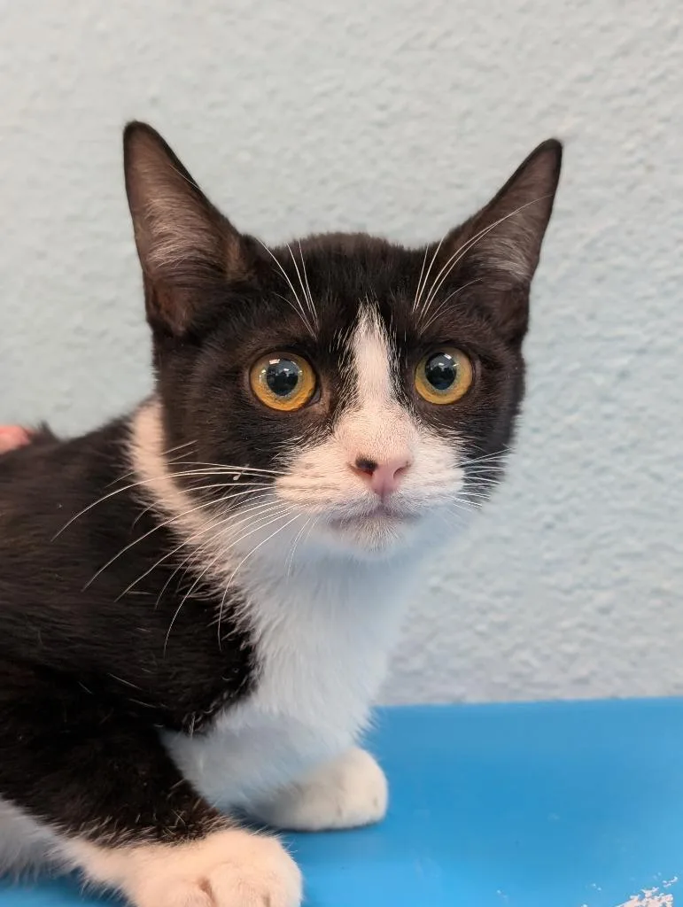 A baby medium-sized male Domestic Short Hair cat named Phill for adoption in New Braunfels, TX