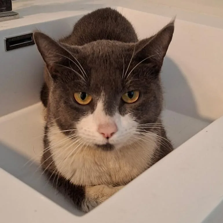 An adult small-sized male Gray / Blue / Silver Domestic Short Hair cat named Alfalfa for adoption in Brooklyn, NY