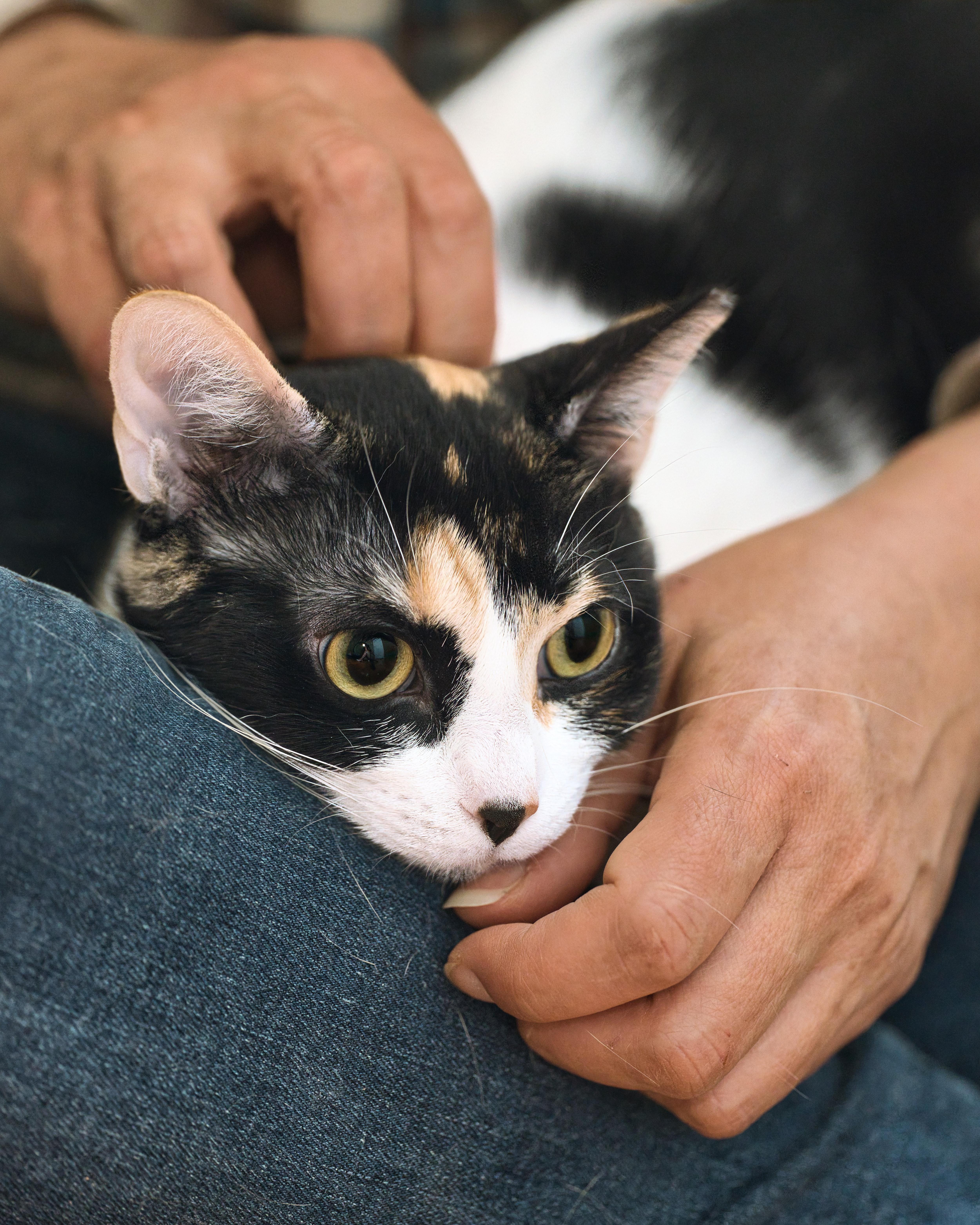 A young medium-sized female Calico Domestic Short Hair cat named Fiesta for adoption in Milwaukee, WI