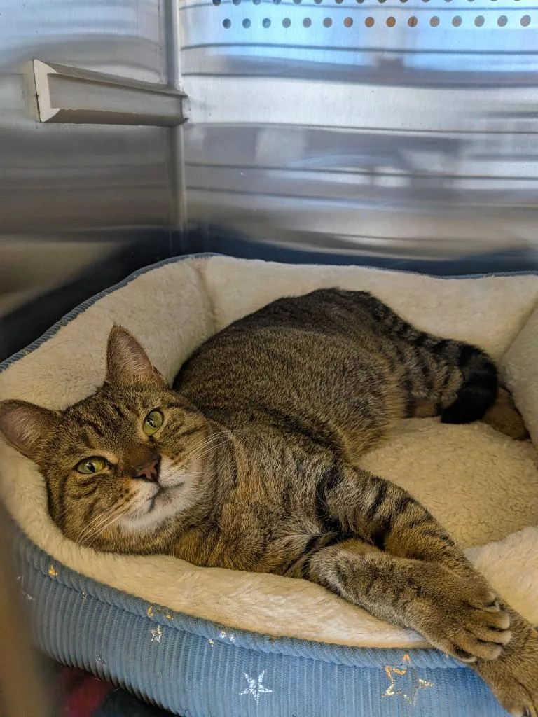 An adult small-sized female Domestic Short Hair cat named Misty for adoption in Hyde Park, NY