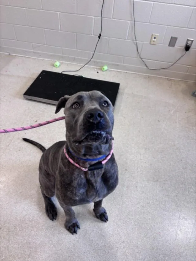 A young extra large-sized male Cane Corso dog named Kodak for adoption in Hagerstown, MD