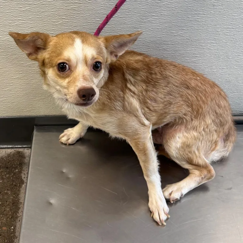 An adult small-sized male Apricot / Beige Mixed Breed dog named Peanut for adoption in Las Cruces, NM