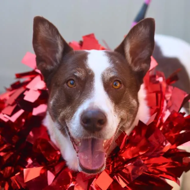 An adult large-sized female Australian Cattle Dog / Blue Heeler dog named Sam for adoption in San Antonio, TX