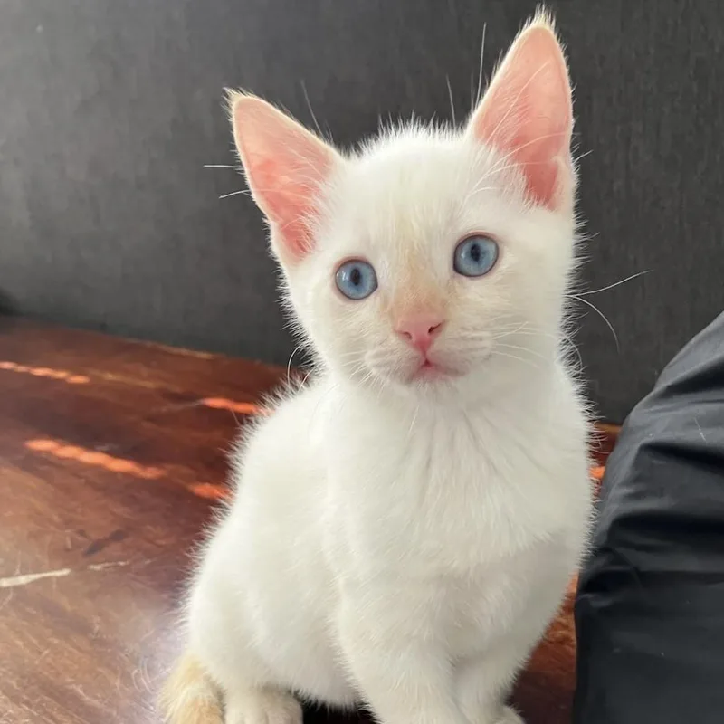A baby small-sized male White Siamese cat named Gherkin for adoption in Los Angeles, CA