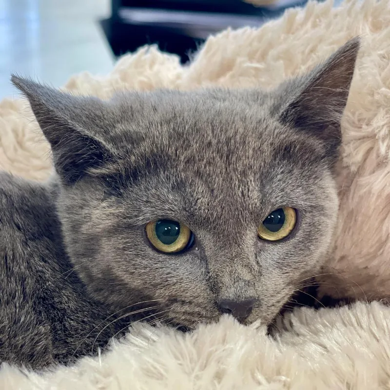A baby small-sized female Domestic Short Hair cat named Freya for adoption in Tulsa, OK