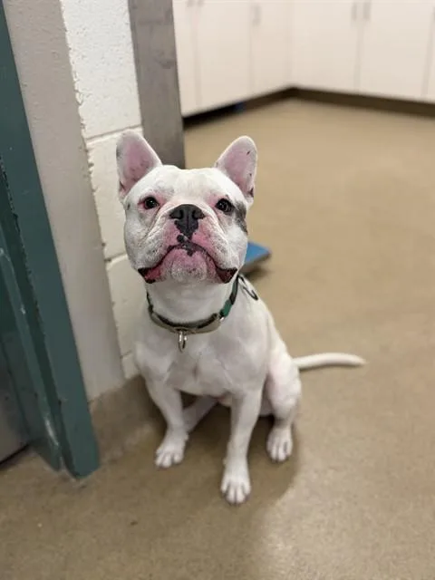A young small-sized male French Bulldog dog named George for adoption in Santa Maria, CA
