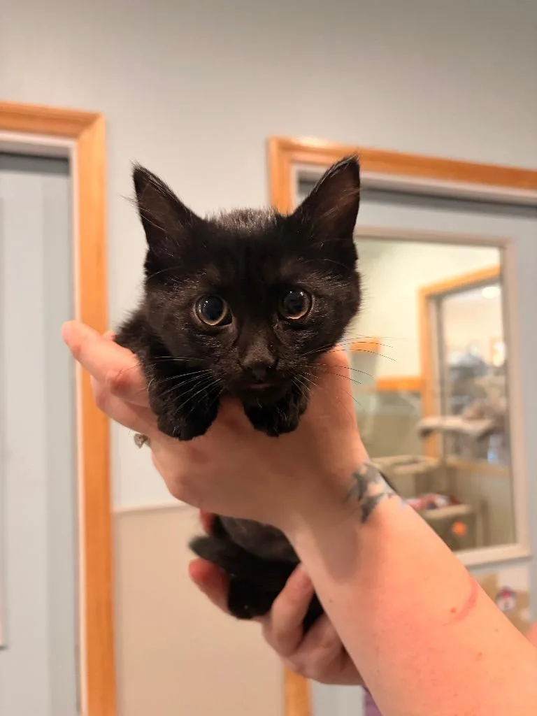 A baby medium-sized female Domestic Short Hair cat named P Pergola for adoption in Ashland, WI