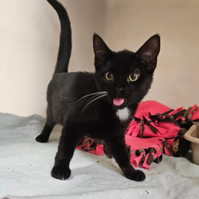 A baby small-sized female Domestic Short Hair cat named Whisky for adoption in Zanesville, OH