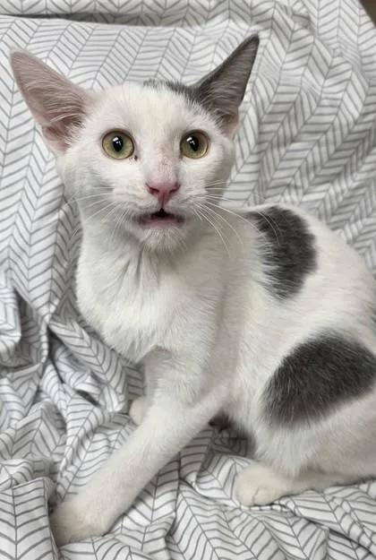 A young small-sized male Domestic Short Hair cat named James Corden for adoption in Phoenix, AZ