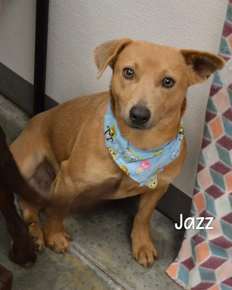Jazz
