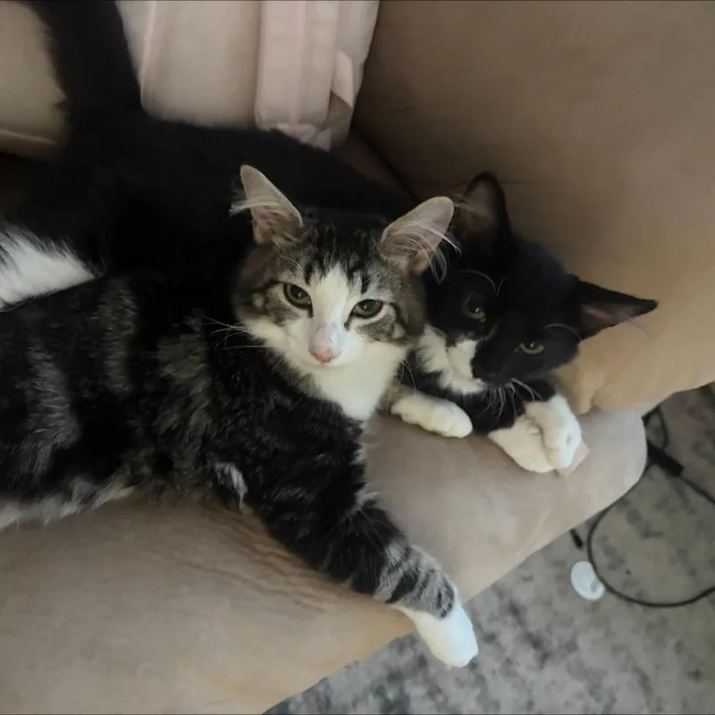 A baby small-sized female Domestic Medium Hair cat named Millie for adoption in Henderson, NV