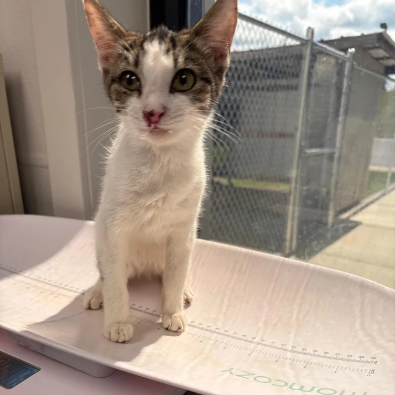 A baby small-sized female White Domestic Short Hair cat named Jules for adoption in Columbiana, AL