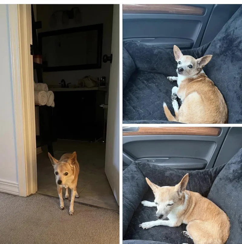 Chiquita