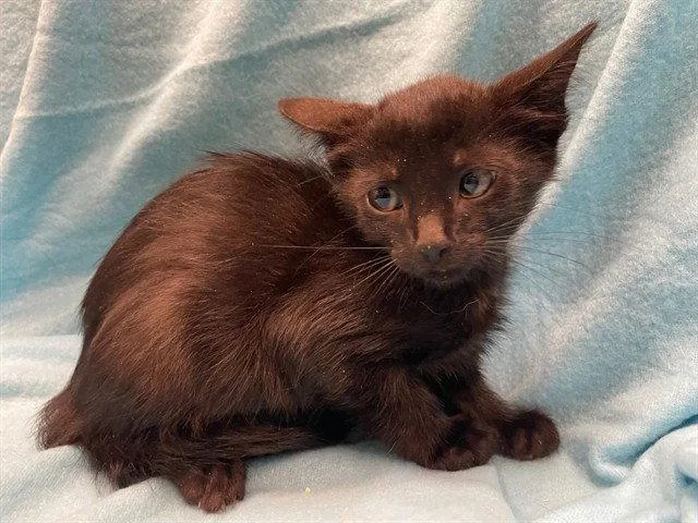 A baby small-sized male Black Domestic Short Hair cat named Voorhees for adoption in Tavares, FL