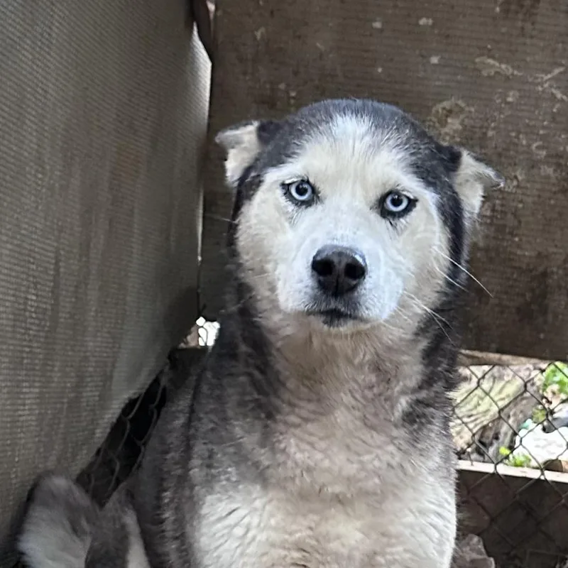 An adult medium-sized female Husky dog named Scarlet for adoption in Zuni, VA