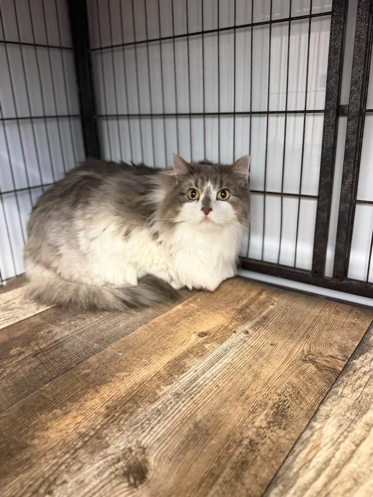 An adult large-sized female Domestic Long Hair cat named Tilly for adoption in Algona, IA