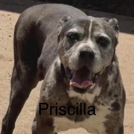 A senior medium-sized female Gray / Blue / Silver Catahoula Leopard Dog dog named Priscilla for adoption in Spring Hill, KS