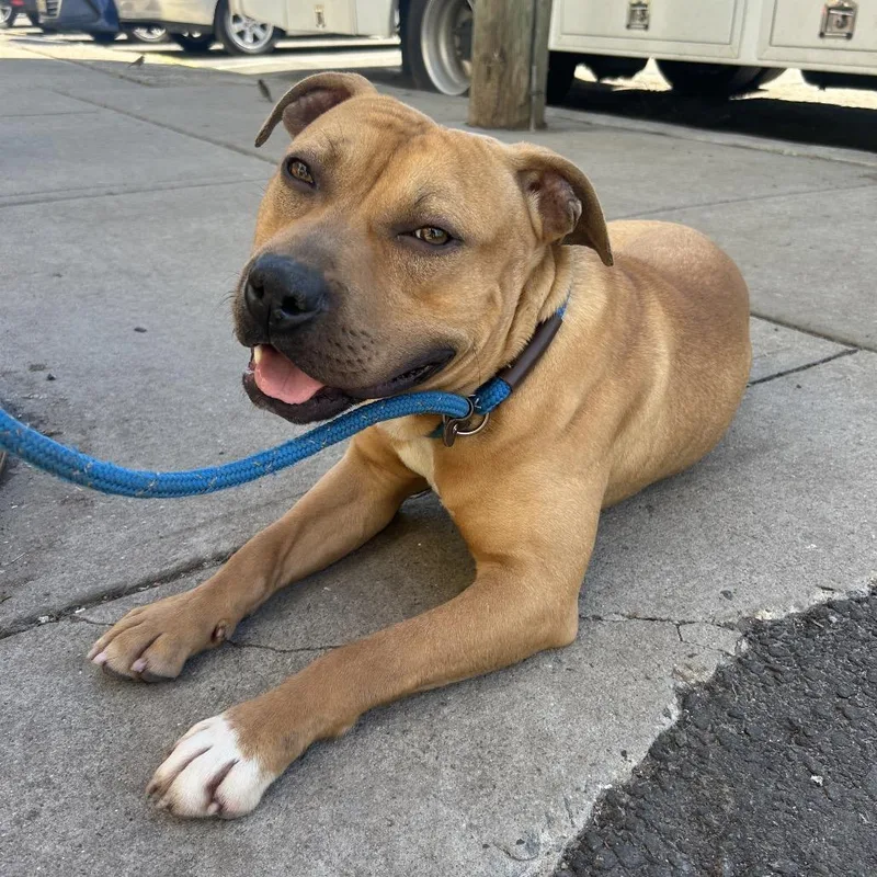 An adult medium-sized male Brown / Chocolate Pit Bull Terrier dog named Hess for adoption in Weimar, CA