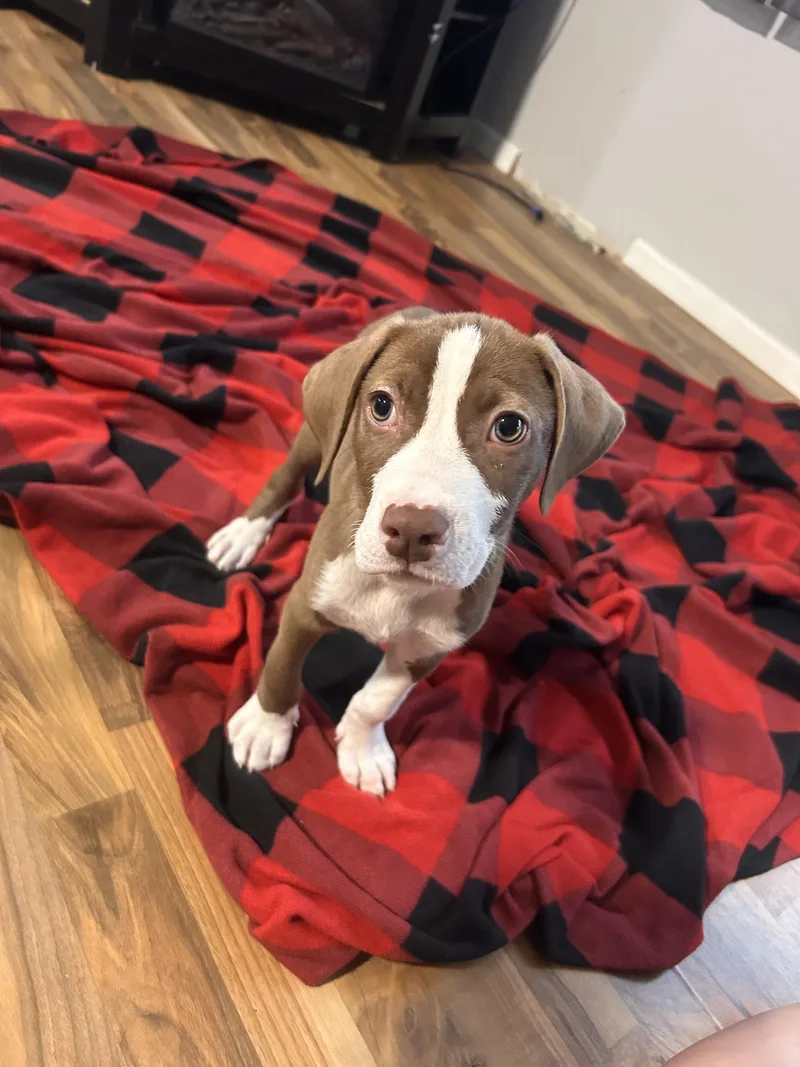 A baby small-sized male Pit Bull Terrier dog named Slinky for adoption in Minneapolis, MN