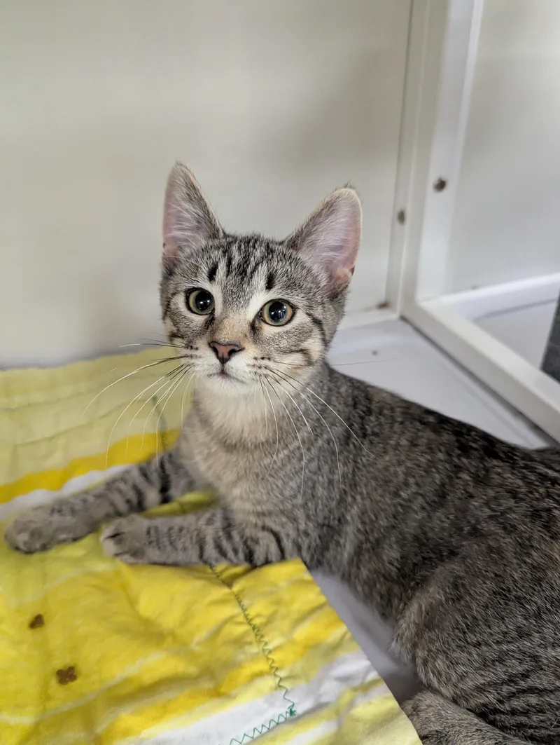 A baby medium-sized female Domestic Short Hair cat named Sassy for adoption in Oconto, WI