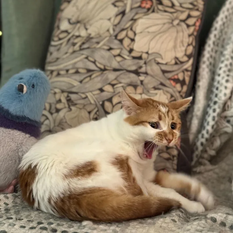 A young medium-sized female Orange / Red Domestic Short Hair cat named Georgia for adoption in New York, NY