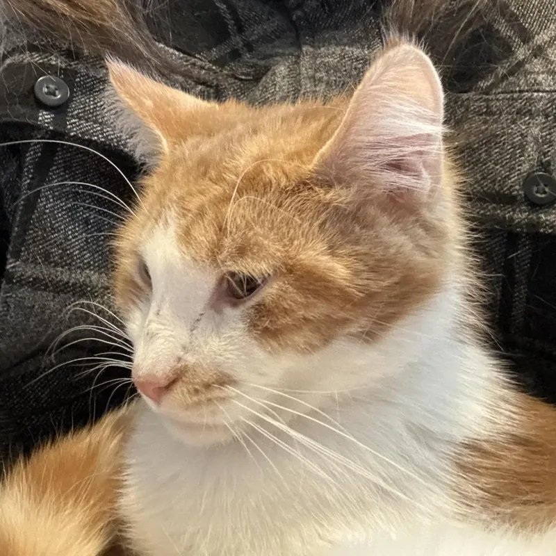 An adult small-sized male Orange / Red Domestic Short Hair cat named Amos for adoption in Johnstown, PA