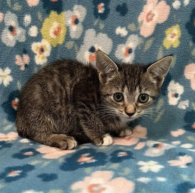 A baby small-sized female Brown / Chocolate Domestic Short Hair cat named Dharma for adoption in Tavares, FL