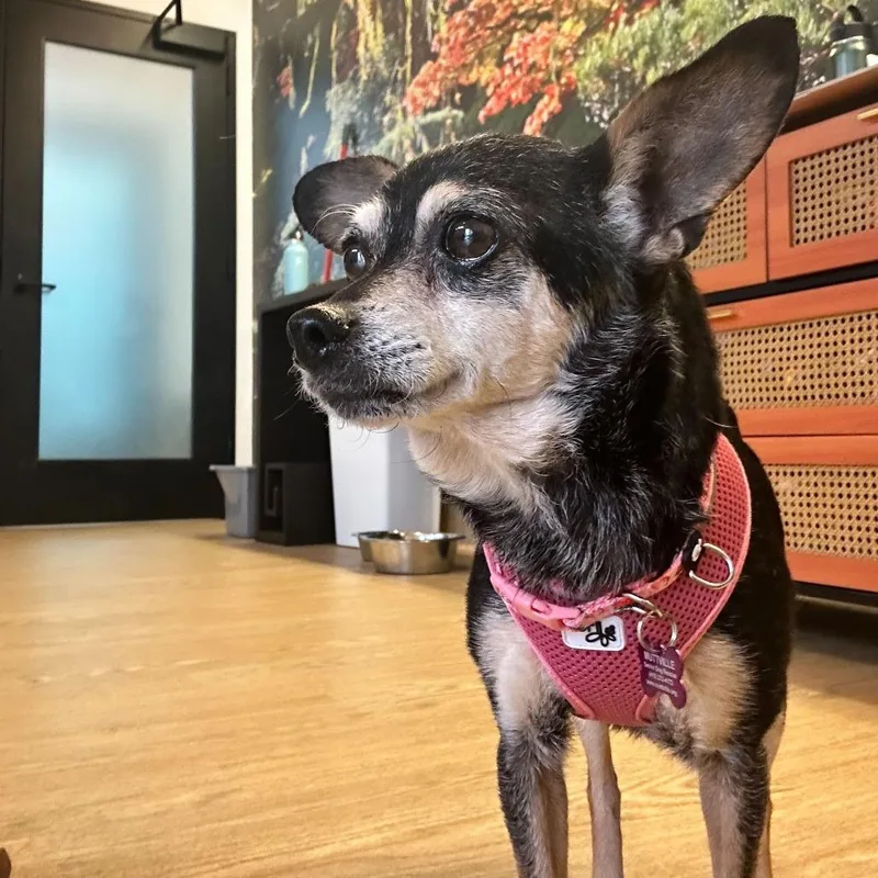 A senior small-sized female Black Chihuahua dog named Blondie for adoption in San Francisco, CA