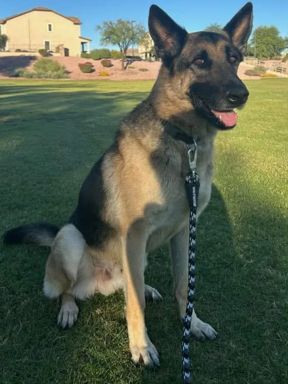 An adult large-sized male Yellow / Tan / Blond / Fawn German Shepherd Dog dog named Flynn for adoption in Glendale, AZ