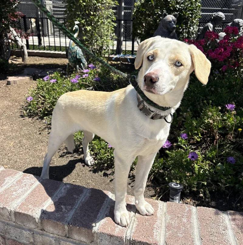 A young small-sized female Yellow / Tan / Blond / Fawn Beagle dog named Lola for adoption in Lathrop, CA