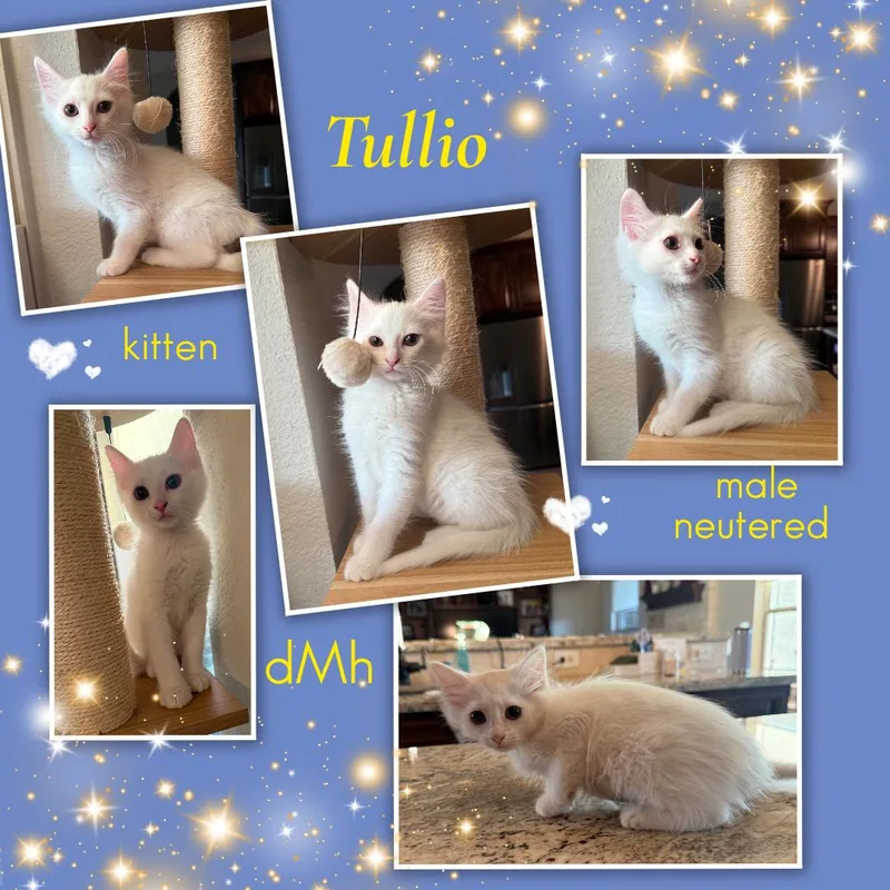 A baby medium-sized male White Domestic Medium Hair cat named Tullio Ort for adoption in Missouri City, TX