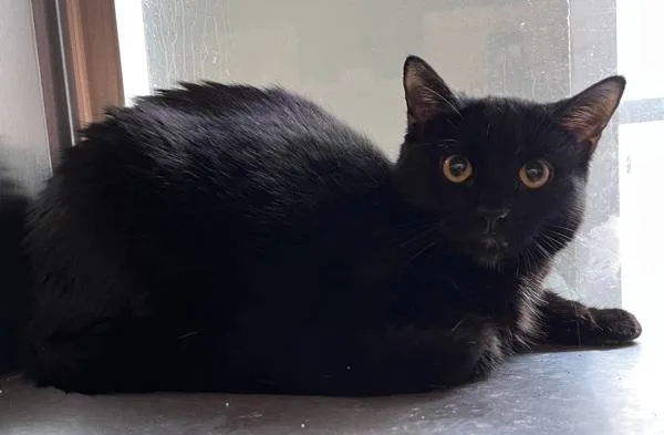 A young medium-sized female Domestic Short Hair cat named Paso Doble for adoption in Stratham, NH